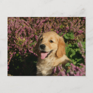 Postal Golden Retreiver Puppy