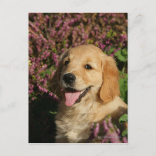 Postal Golden Retreiver Puppy