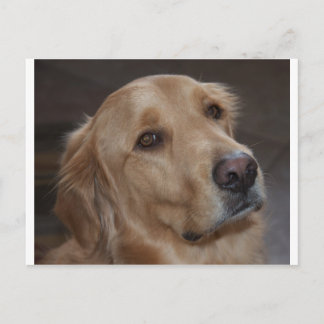 Postal Golden Retriever