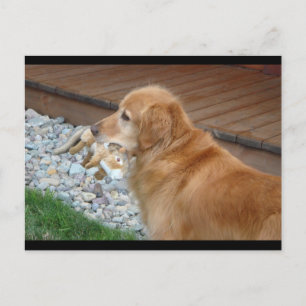 Postal Golden Retriever