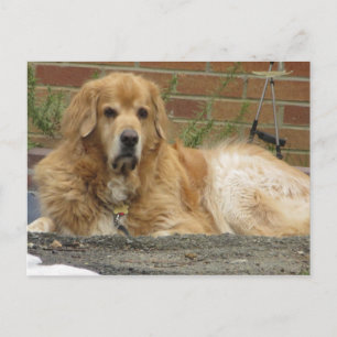 Postal Golden Retriever