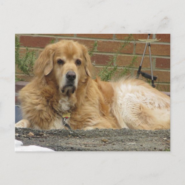 Postal Golden Retriever (Anverso)