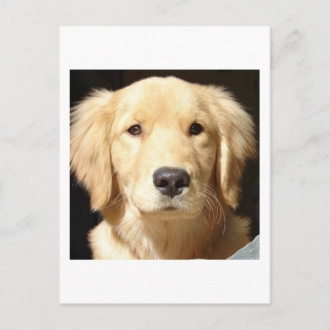 Postal Golden Retriever (Anverso)