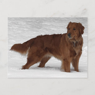 Postal Golden Retriever
