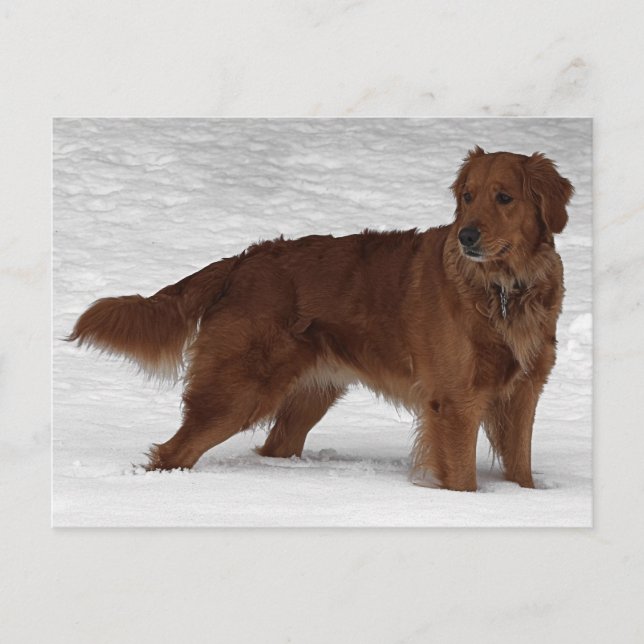 Postal Golden Retriever (Anverso)