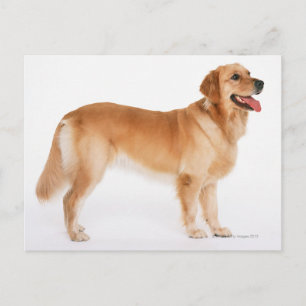 Postal Golden Retriever