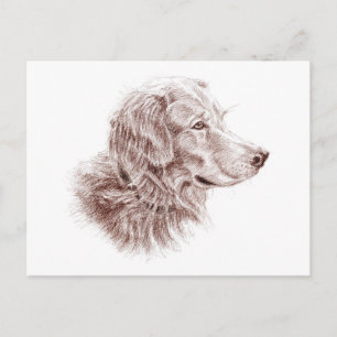 Postal Golden Retriever