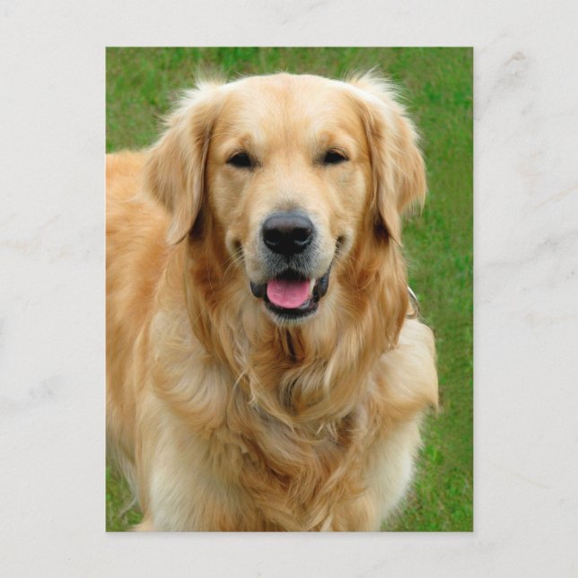 Postal Golden Retriever (Anverso)