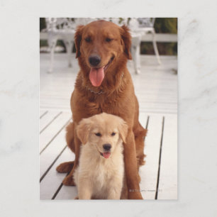 Postal Golden Retriever 2