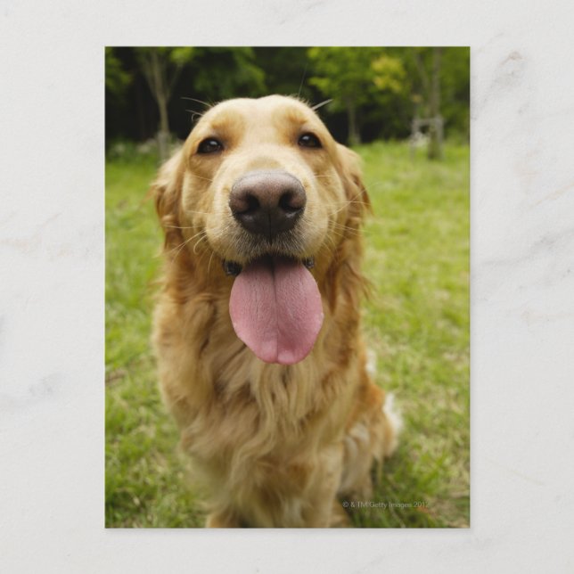 Postal Golden Retriever 4 (Anverso)