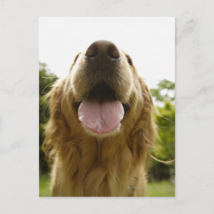 Postal Golden Retriever 5