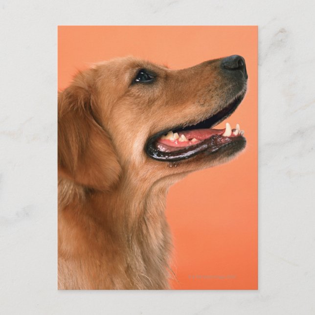 Postal Golden Retriever 7 (Anverso)