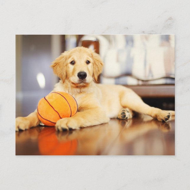 Postal Golden Retriever Con Juguete De Baloncesto (Anverso)