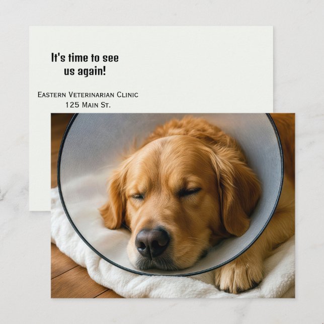 Postal Golden Retriever con un Cono de la Vergüenza (Anverso / Reverso)