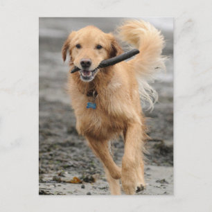 Postal Golden Retriever Corriendo Con Palo En La Boca