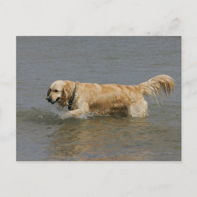 Postal Golden retriever en agua (Anverso)