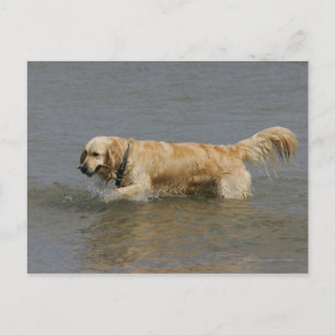 Postal Golden retriever en agua