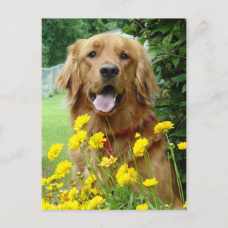 Postal Golden Retriever en flores