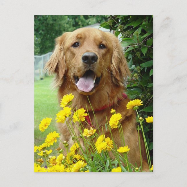 Postal Golden Retriever en flores (Anverso)