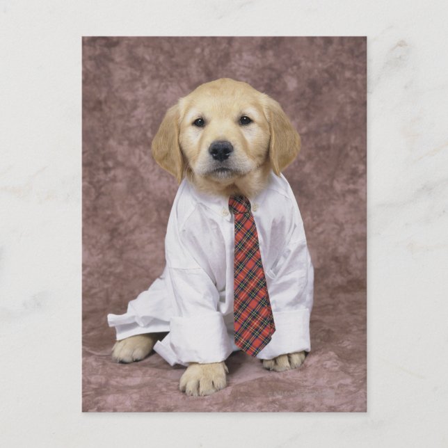 Postal Golden Retriever; es relativamente moderno y (Anverso)