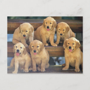 Postal Golden Retriever; es relativamente moderno y