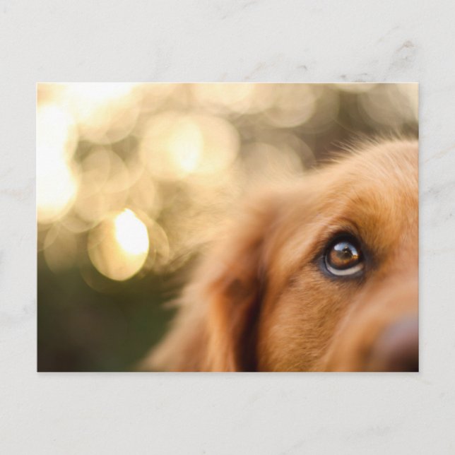 Postal Golden Retriever Eye Closeup (Anverso)