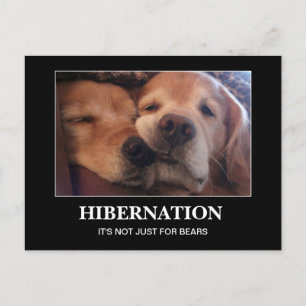 Postal Golden Retriever Hibernation Stay Warm