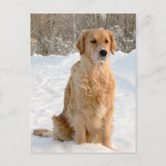Postal Golden Retriever in the Snow