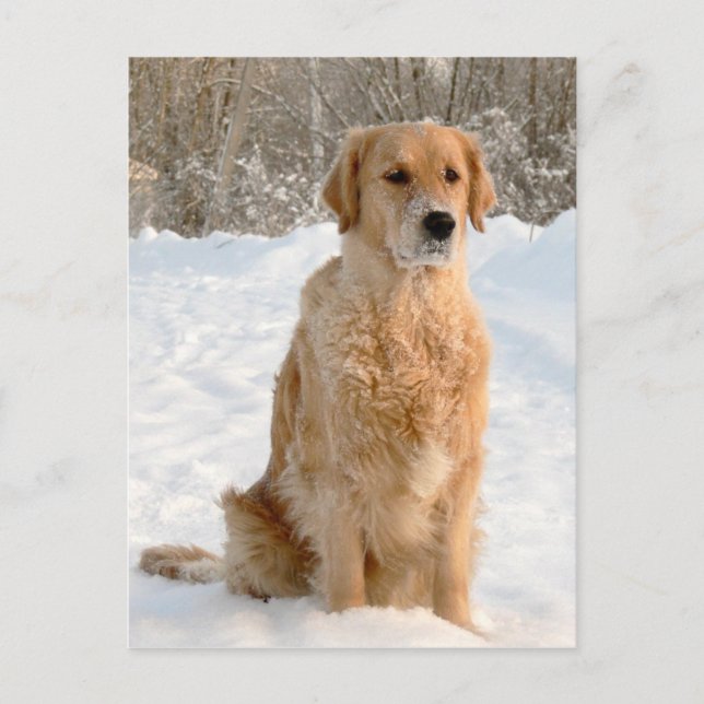 Postal Golden Retriever in the Snow (Anverso)