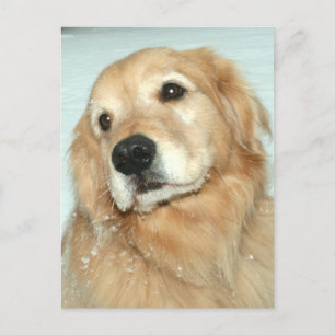 Postal Golden Retriever in the Snow of Spring