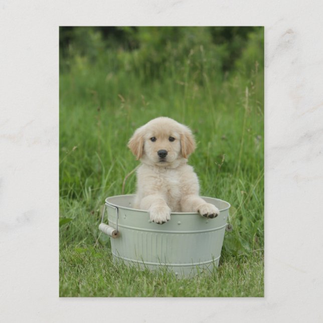 Postal Golden Retriever In Wash Basil (Anverso)