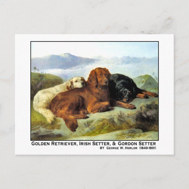 Postal Golden Retriever, Irish Setter y Gordon Setter (Anverso)
