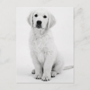 Postal Golden Retriever Modernes Schwarzweiß