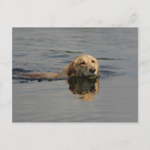 Postal Golden Retriever Nadando
