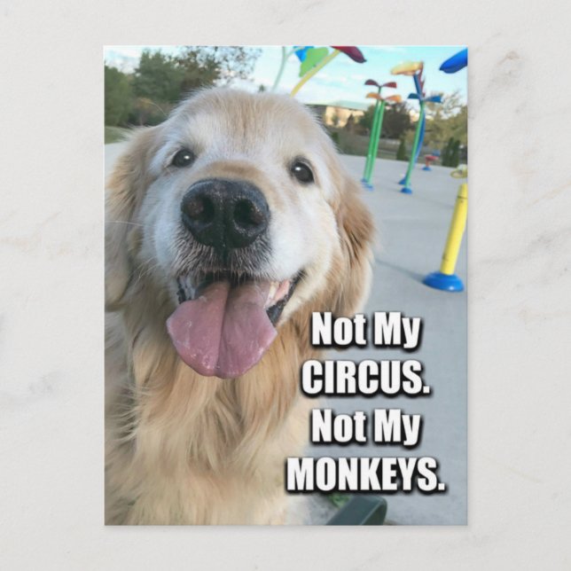 Postal Golden Retriever Not My Circus Polaco Proverbio (Anverso)