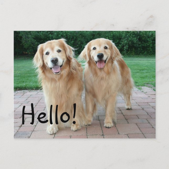 Postal Golden Retriever Outdoor Hello (Anverso)