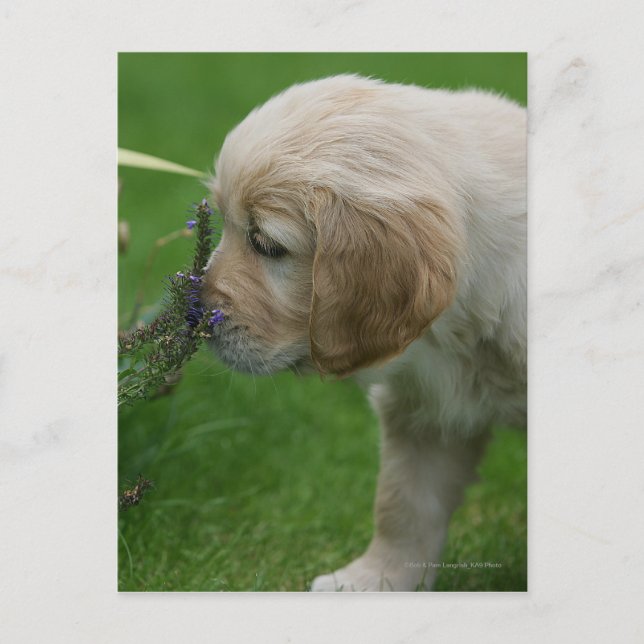 Postal Golden Retriever Puppy (Anverso)