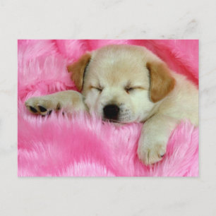 Postal Golden Retriever Puppy