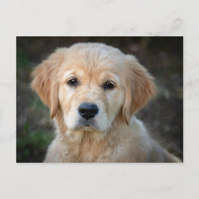 Postal Golden Retriever Puppy (Anverso)