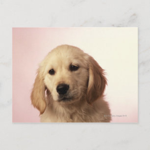 Postal Golden Retriever Puppy