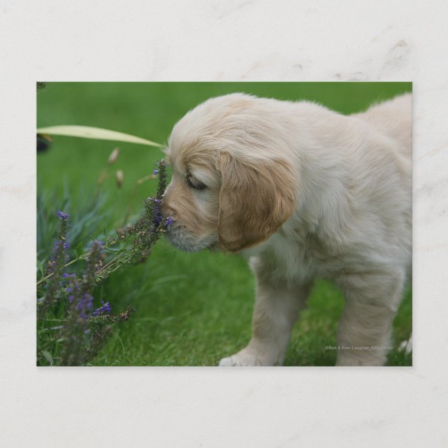 Postal Golden Retriever Puppy (Anverso)