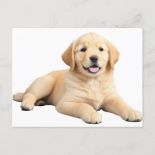 Postal Golden Retriever Puppy
