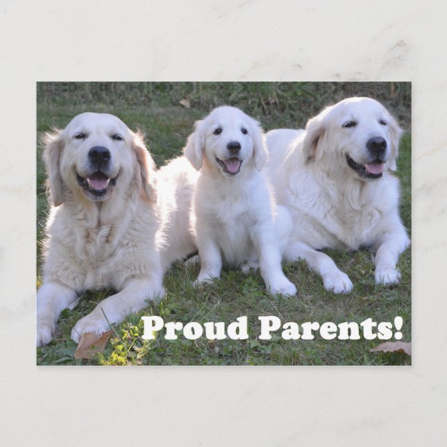 Postal Golden Retriever Puppy con padres orgullosos (Anverso)