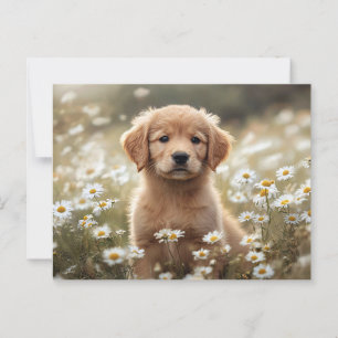 Postal Golden Retriever Puppy Daisy Field