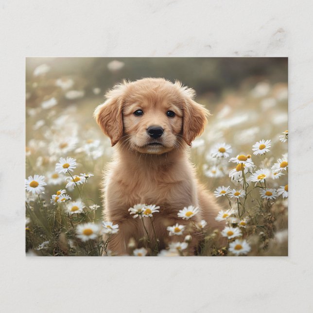 Postal Golden Retriever Puppy Daisy Field (Anverso)