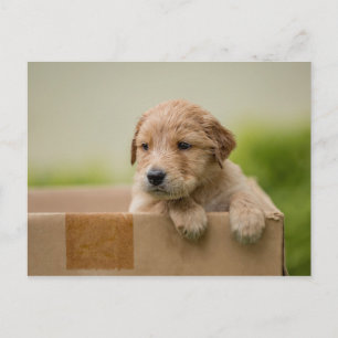 Postal Golden Retriever Puppy en caja