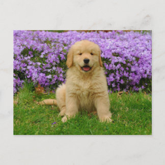 Postal Golden Retriever Puppy in bed of Lavender Phlox