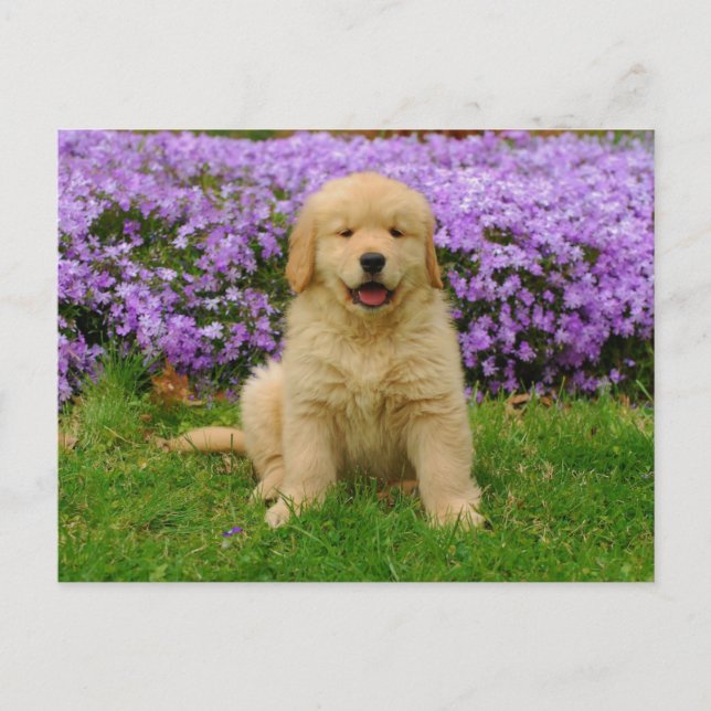 Postal Golden Retriever Puppy in bed of Lavender Phlox (Anverso)