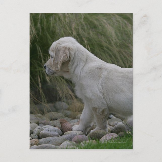 Postal Golden Retriever Puppy Standing (Anverso)