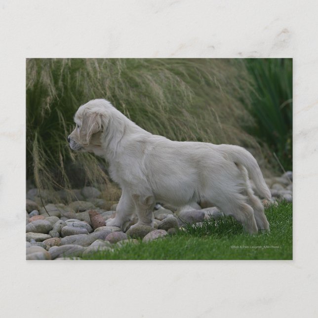 Postal Golden Retriever Puppy Standing (Anverso)